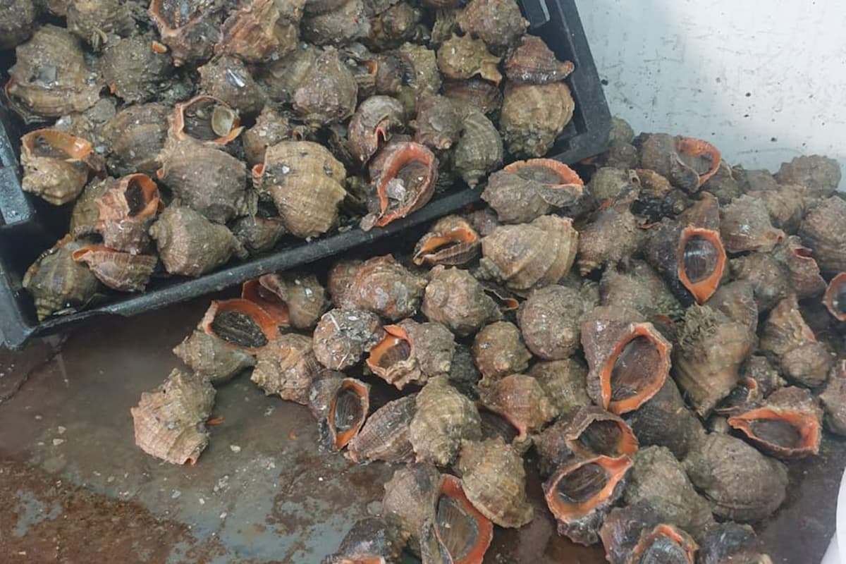 На Кубани у браконьеров-оптовиков изъяли около 40 тонн рыбы и морепродуктов
