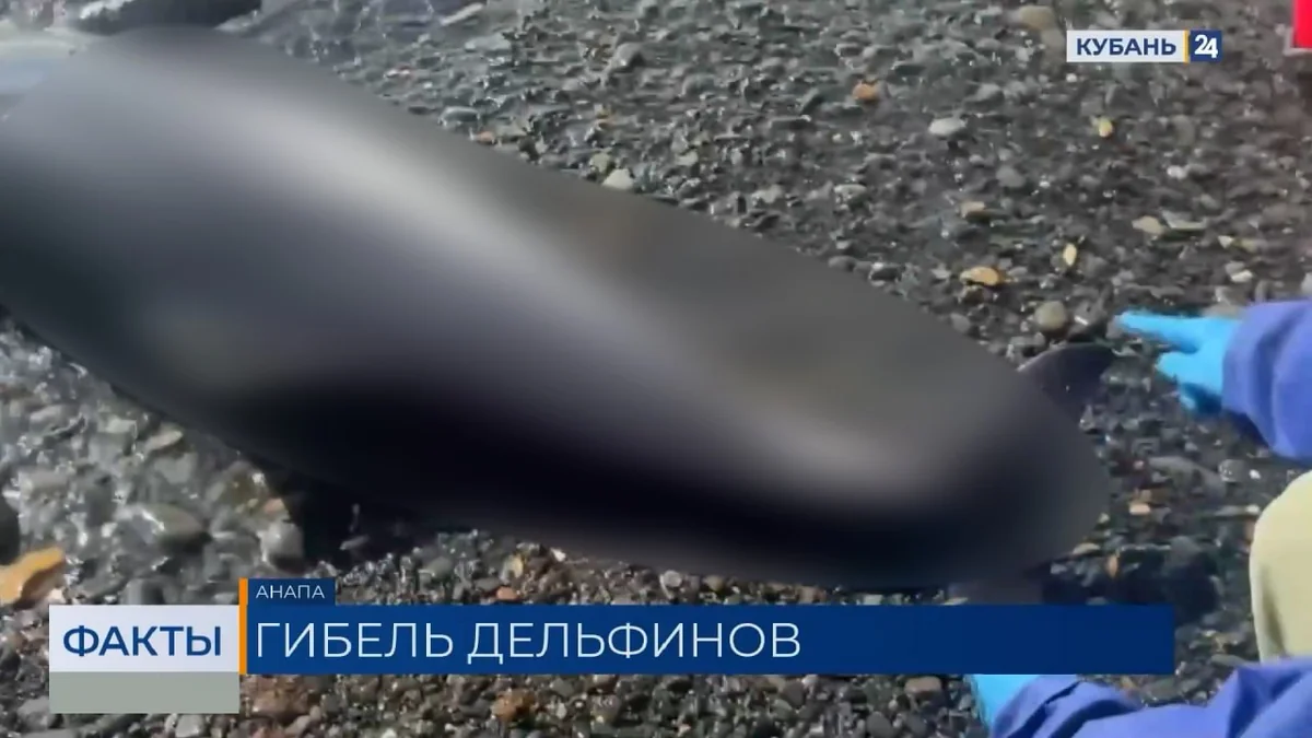 На побережье Кубани с начала весны обнаружили более 130 мертвых дельфинов