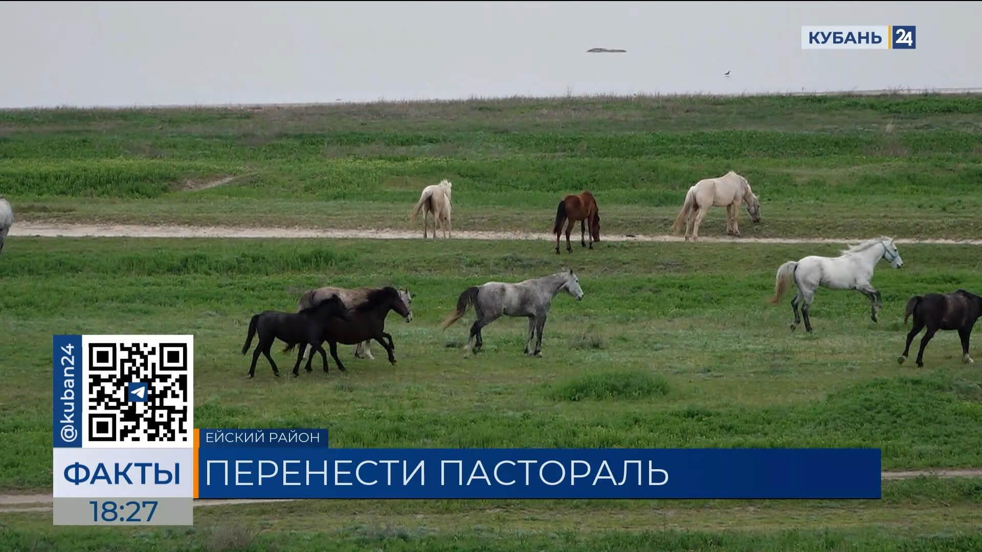 На стойло с лошадьми у жилых домов пожаловались жители Камышеватской