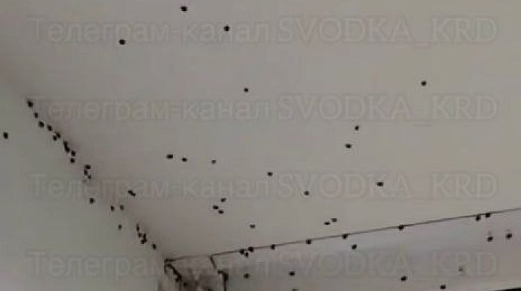Не трогай руками: божьи коровки-арлекины атаковали дома жителей Кубани