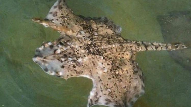 Необычное морское «чудовище» обнаружено в Черном море