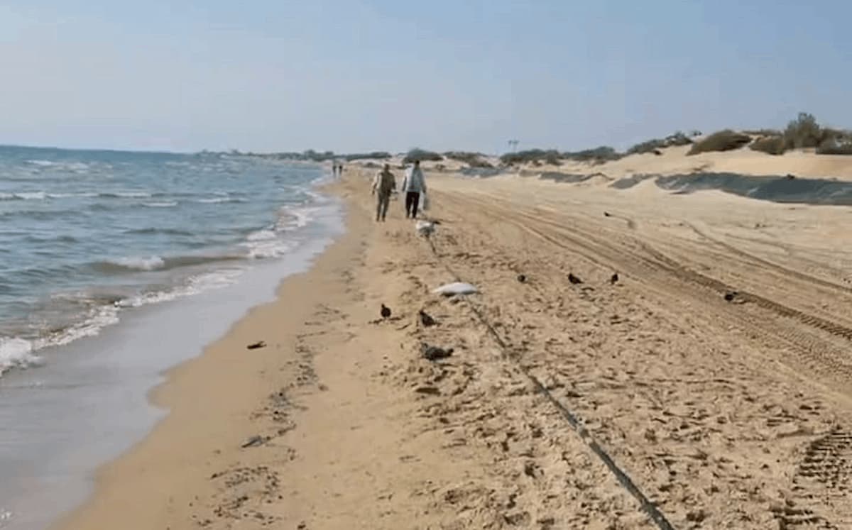 Обломки украинского беспилотника нашли жители Анапы на берегу моря