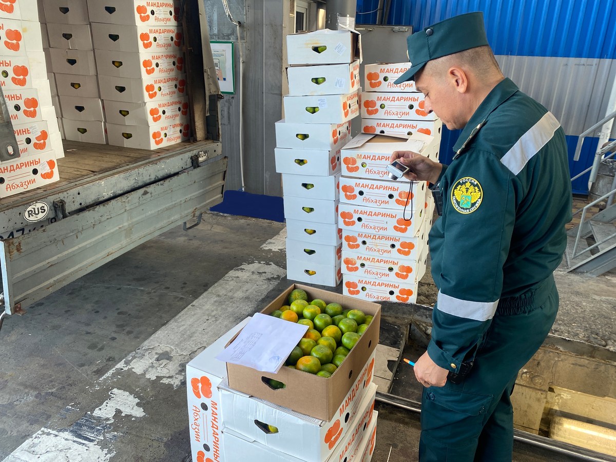 Около 50 тонн мандаринов за сутки ввезли на Кубань из Абхазии