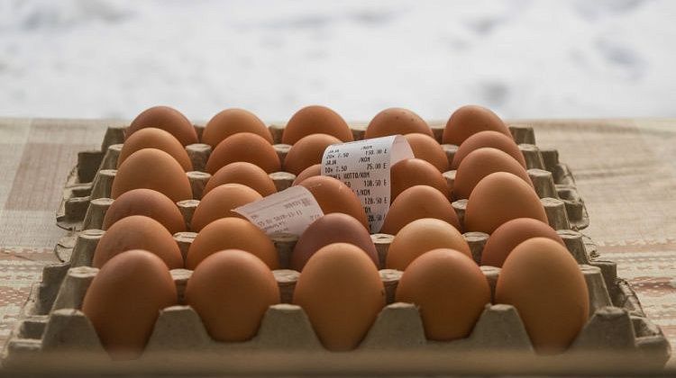 Откудахтали! Цена жизни — два рубля: бизнес избавляется от куриц-несушек ради выживания