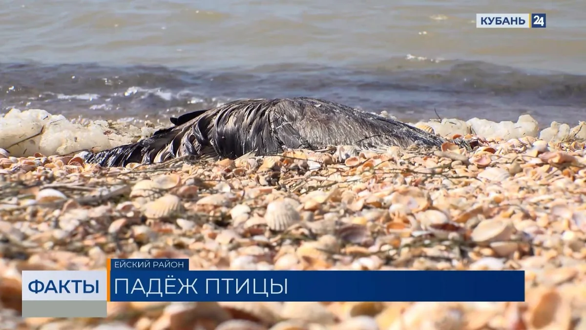 Охотники в Ейском районе обеспокоены гибелью водоплавающих птиц