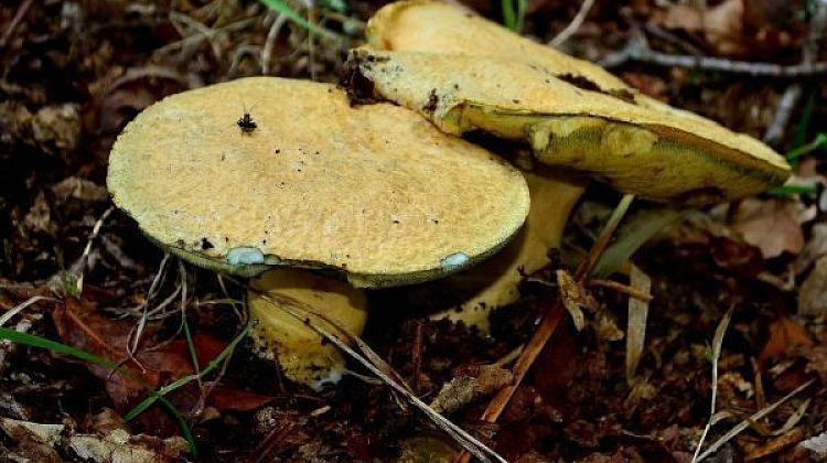 Погода на Кубани: уже с середины недели ждем осеннее похолодание