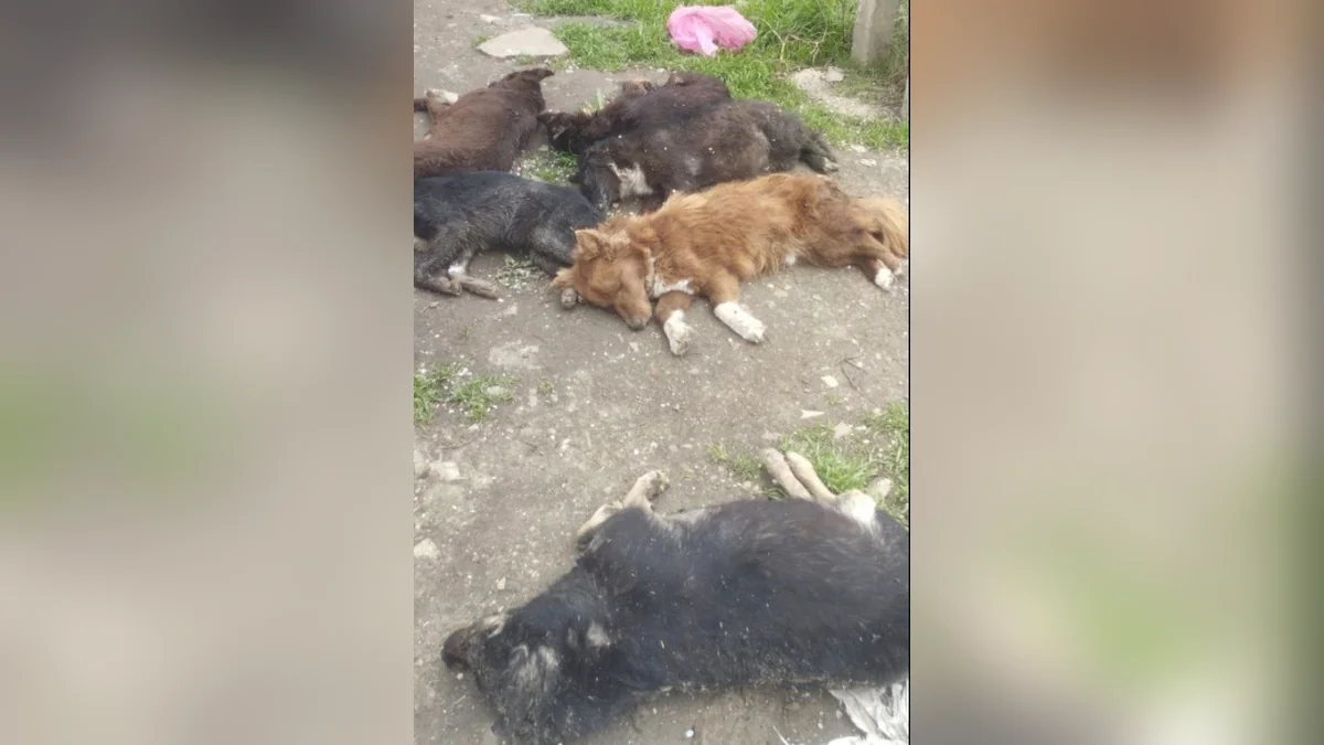 Полиция проверит информацию о массовой гибели собак в приюте Крымска