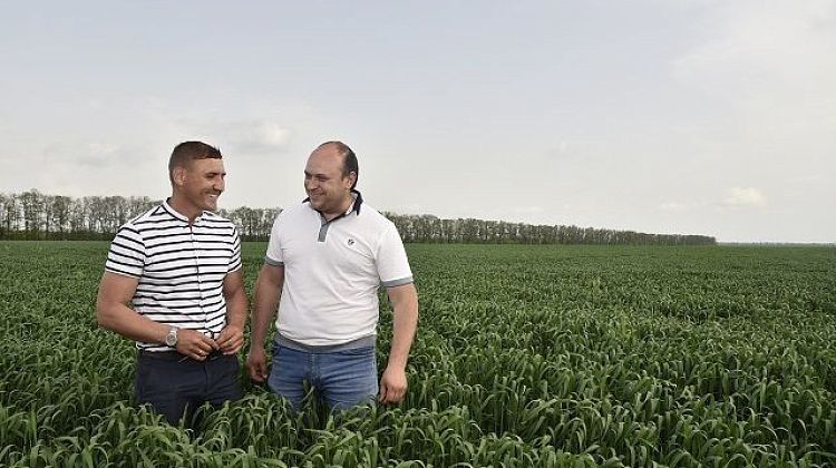 Поля Кубани: до ЧС не дошло, но недобор зерна будет
