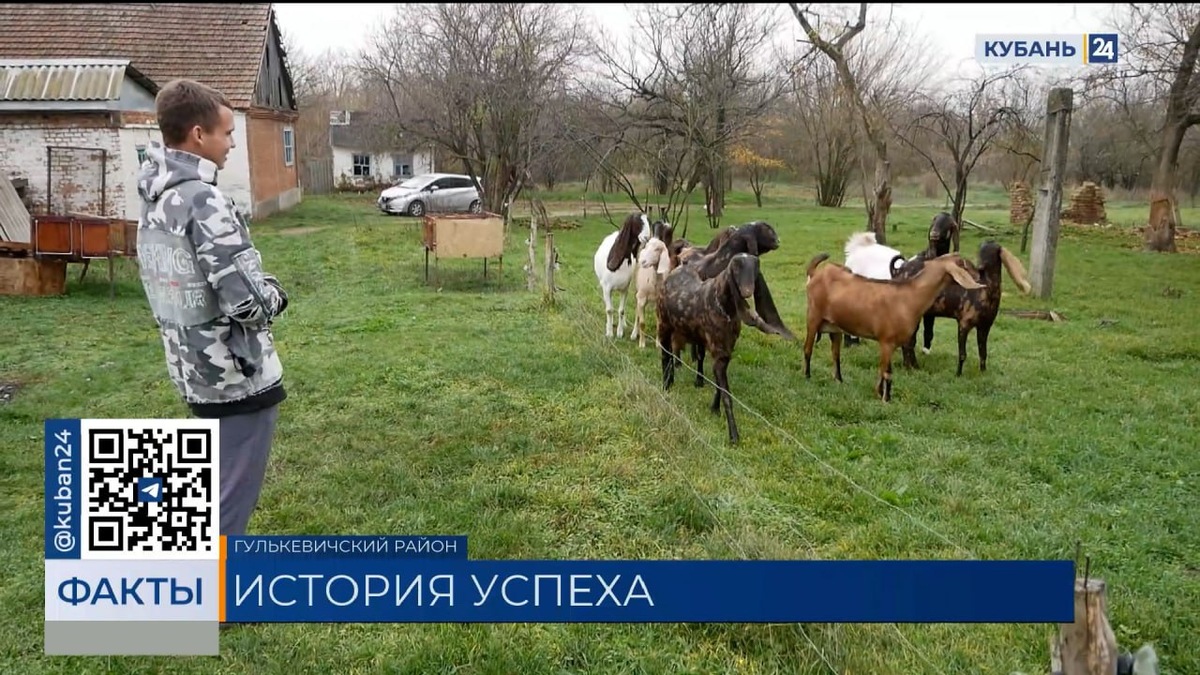Попросивший у губернатора коз камори житель Кубани рассказал о развитии фермы