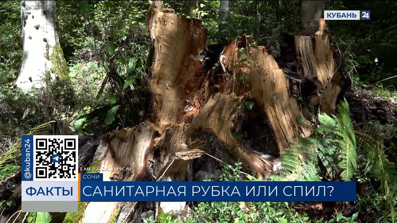 Посетители нацпарка Сочи пожаловались на варварскую вырубку деревьев