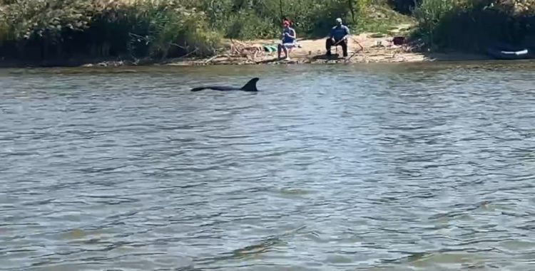 «Речного дельфина», раненого рыбаком на Кубани, поймали и везут в море