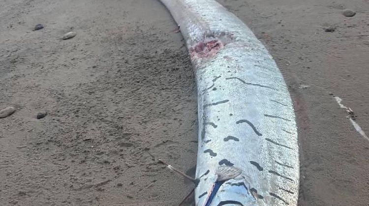 Рыба Судного дня снова тревожит мир: огромный сельдяной король выбросился на берег