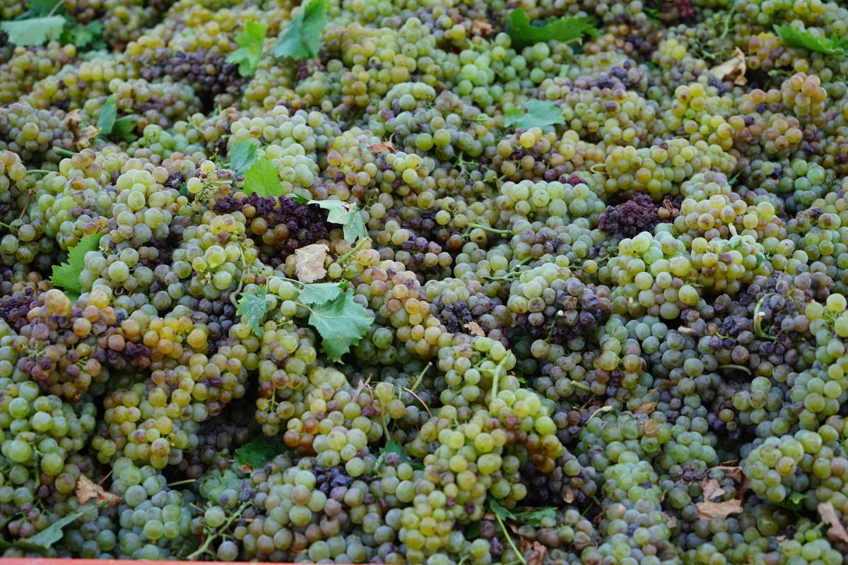 С начала года экспорт винодельческой продукции Кубани составил 1,7 млн долларов