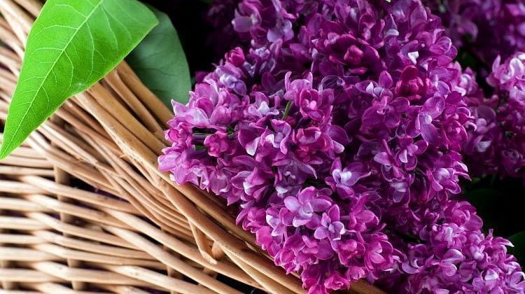 Самая ароматная сирень: как выбрать по цвету и форме цветка