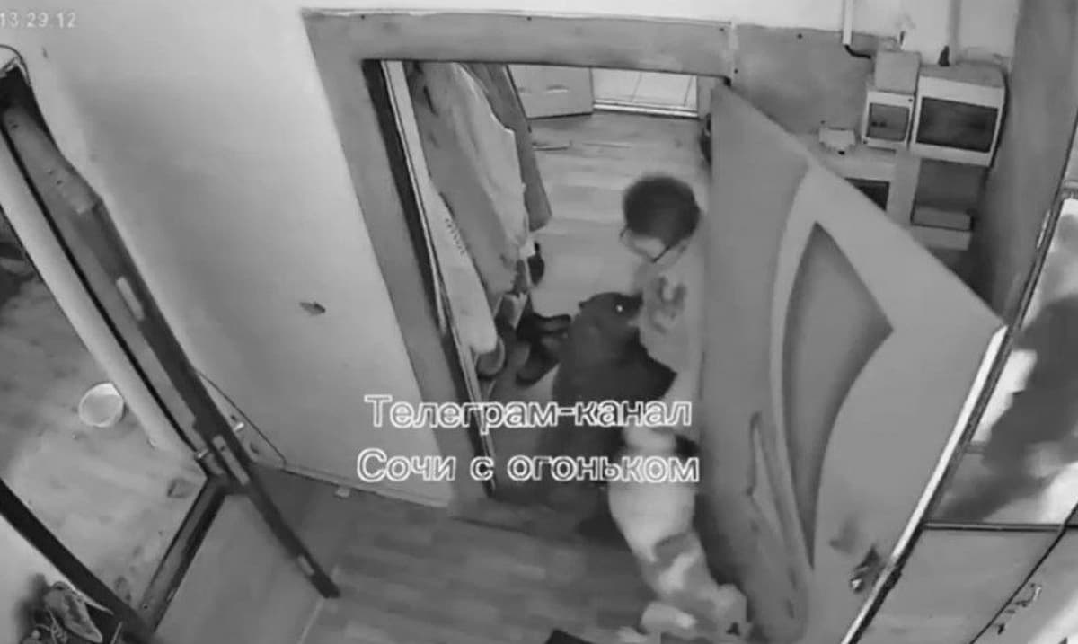 СК заинтересовался нападением стаффордширских терьеров на пенсионерку в Сочи