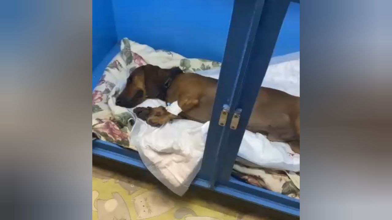 Собаку выбросили из окна многоэтажки в Музыкальном микрорайоне Краснодара