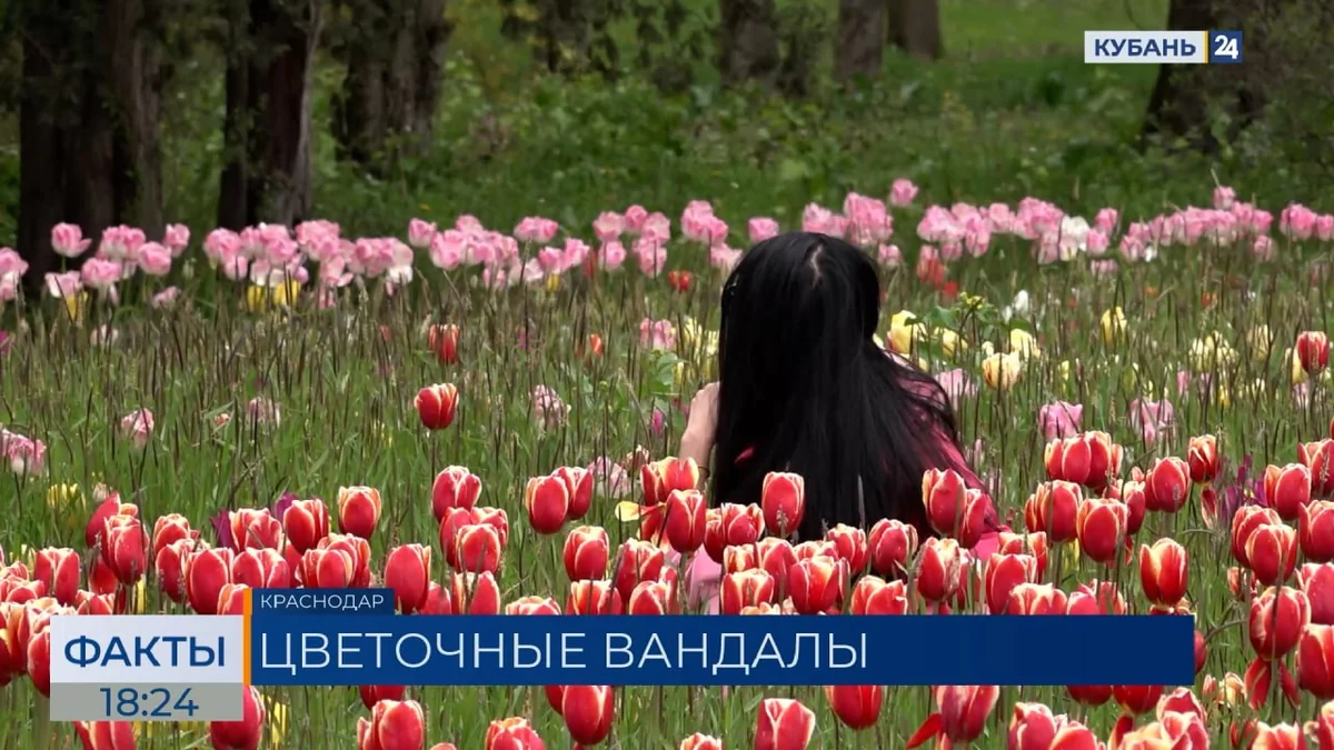 Сотни тюльпанов ради фото вытоптали посетители Ботанического сада в Краснодаре