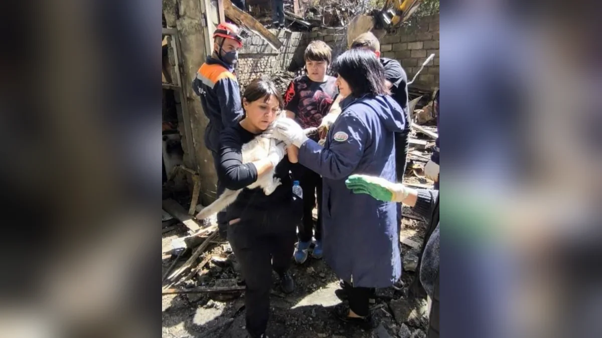 Спасатели нашли живую кошку под завалами разрушенного дома в Туапсе