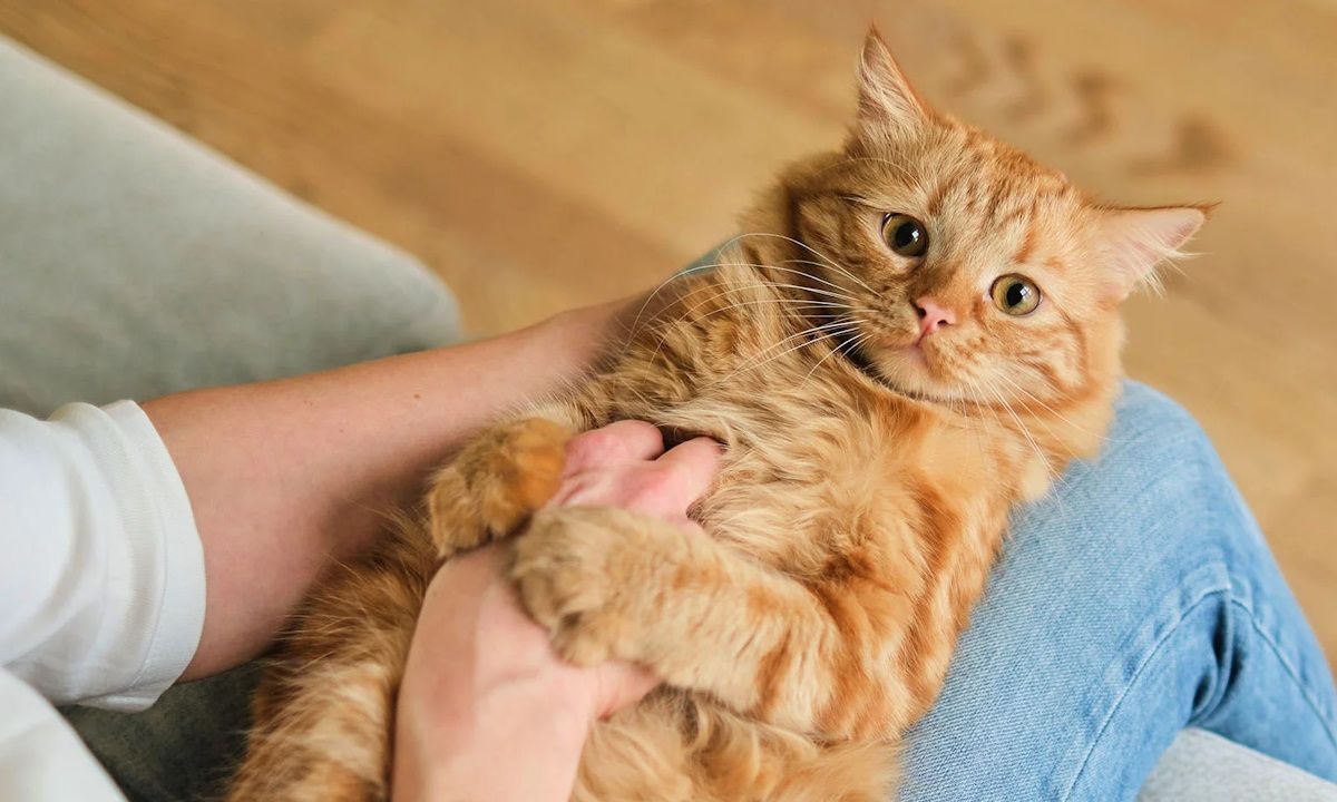 Средний чек за прием у ветеринара на Кубани увеличился до 1,6 тыс. рублей