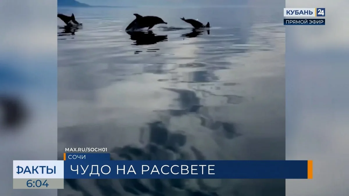 Стая дельфинов сопроводила сапсерфера на утренней прогулке в Сочи