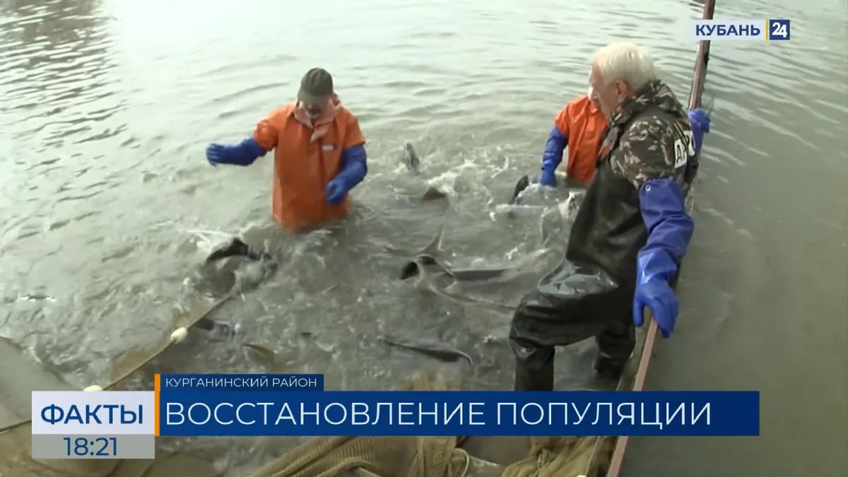 Тысячи краснокнижных осетровых выпустили в Лабу в Курганинском районе