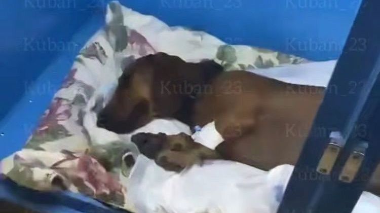 Ужас в Краснодаре! Собаку выбросили с 5 этажа