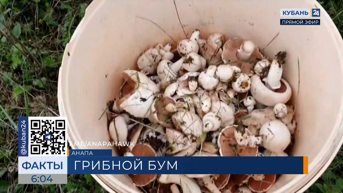 Усеянную шампиньонами поляну нашли в пригороде Анапы