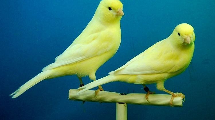 Фэн-шуй и музыка: какие звуки считаются несущими благополучие, а какие - хаос и нищету