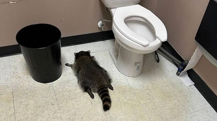 Хочется быть этим енотом, а не это вот все! Новость из США развеселила, а комментарии пользователей - убили