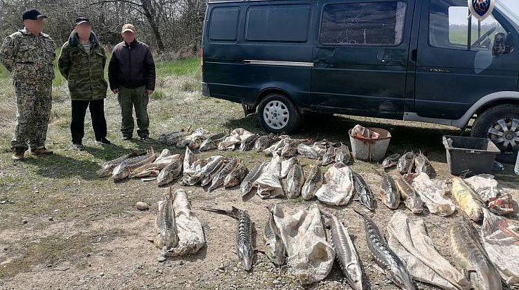 Ценный улов стал уликой: на Кубани судят браконьеров за краснокнижную рыбу