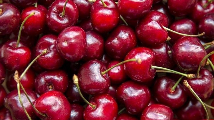 Черешня: сладкая польза для здоровья