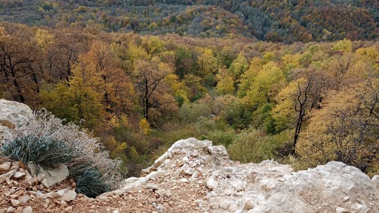 Лес, палатка и топор: чем закончилась встреча сочинца и севастопольца в Крыму