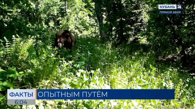 Медведи попытались повредить фотоловушки в Кавказском заповеднике