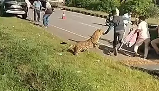 В Индии сняли на видео, как раненый леопард напал на своего спасителя