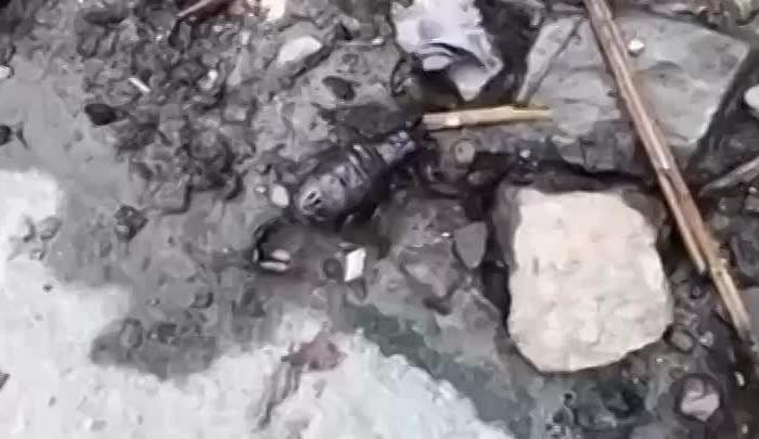 В горах Сочи сняли на видео настоящих скорпионов