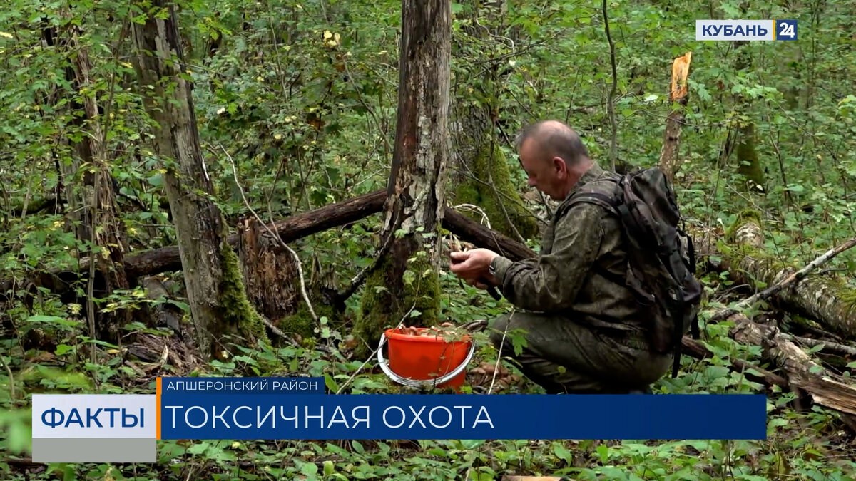 Грибников предостерегли от сбора возле трасс и в городских парках. «Факты»