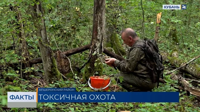 Грибников предостерегли от сбора возле трасс и в городских парках. «Факты»