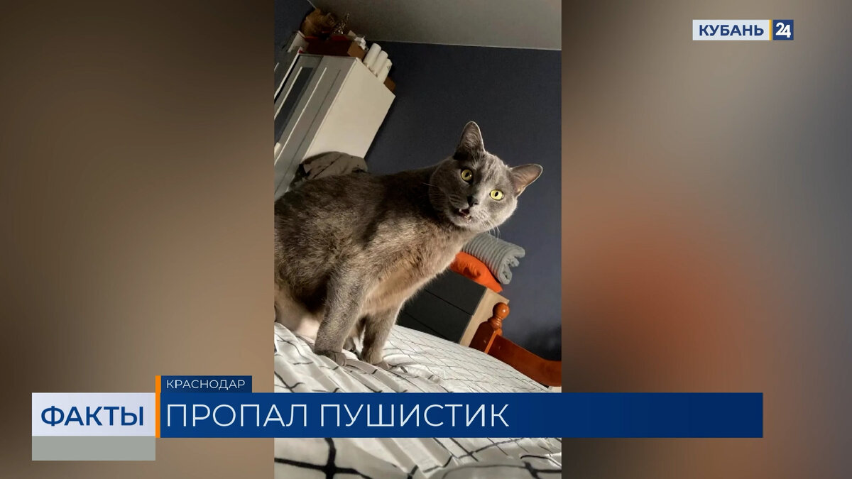 Сбежавшего в аэропорту кота Василия ищут в Краснодаре