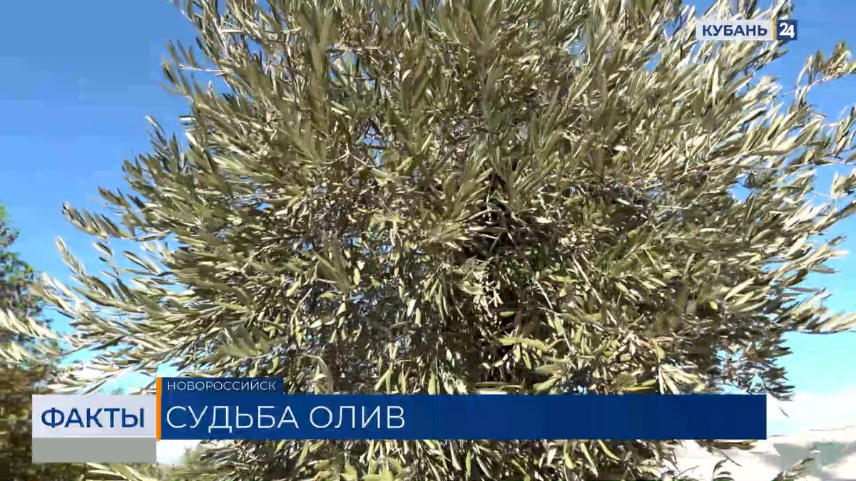 Состоянием оливковых деревьев на набережной обеспокоены жители Новороссийска