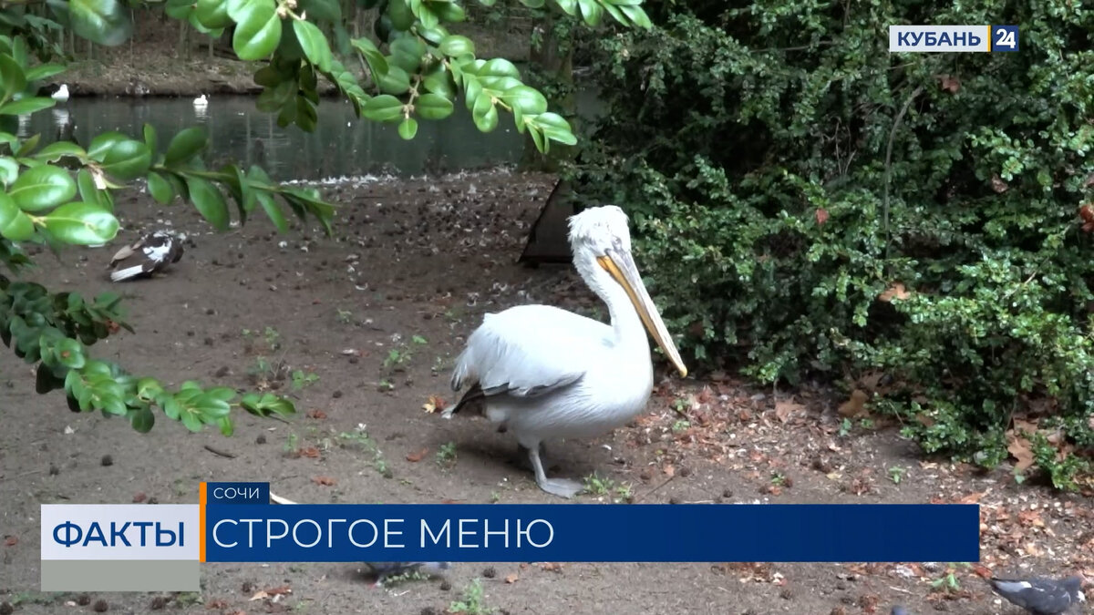 Пеликан Саша из сочинского дендрария пострадал из-за угощений от посетительницы