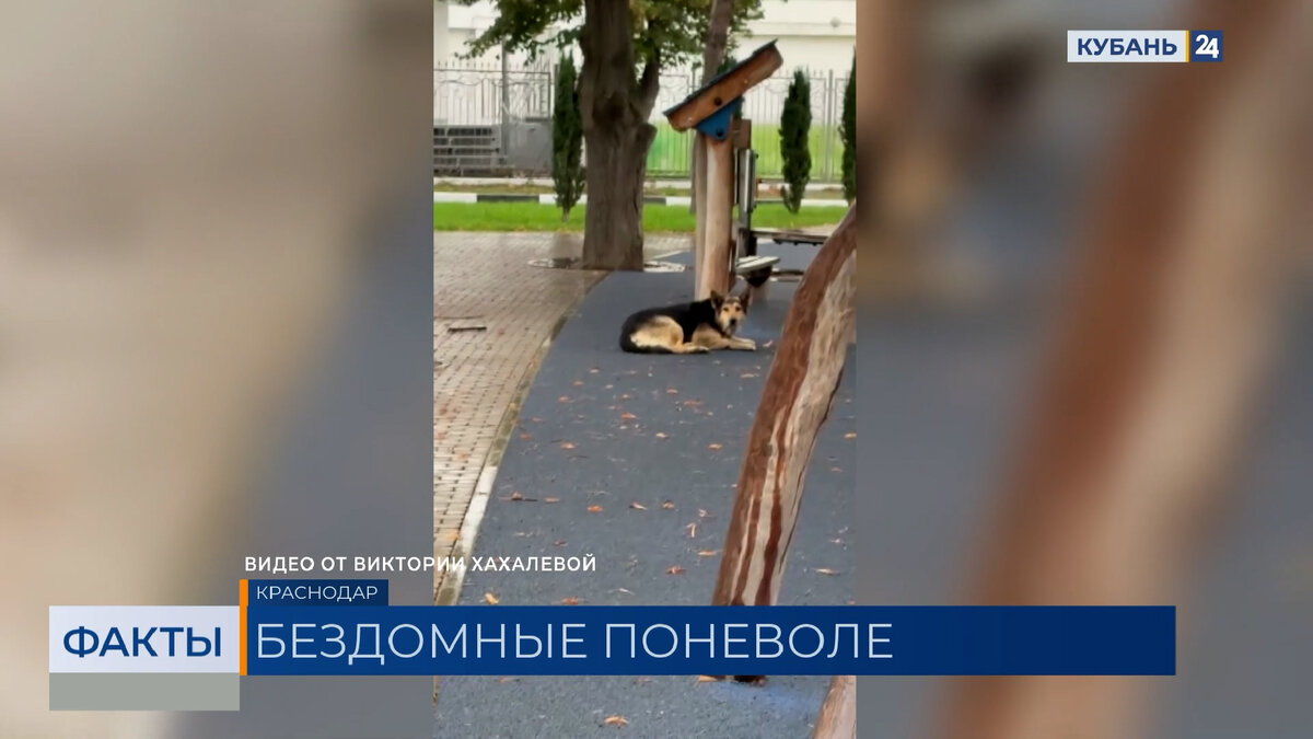 Краснодарского Хатико забрали на восстановление в приют