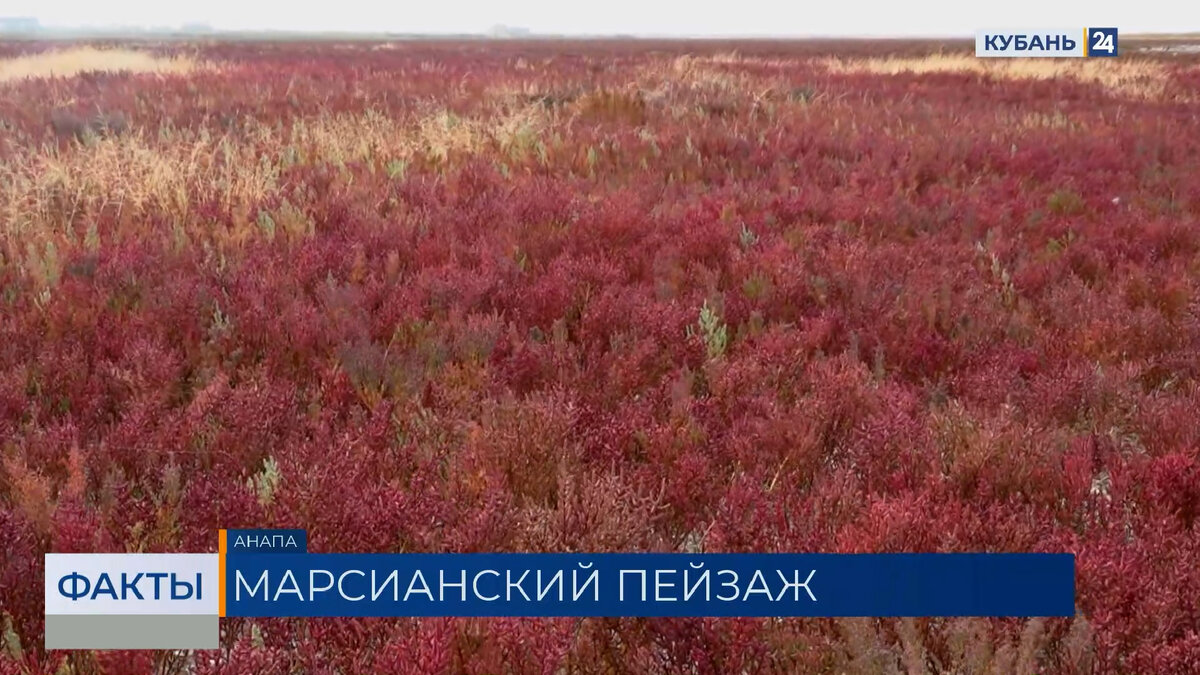 Солерос окрасил ярко-красными цветами окрестности Анапы