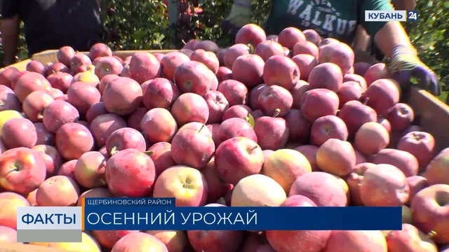 Краснодарский край обеспечивает около трети всего урожая яблок в России