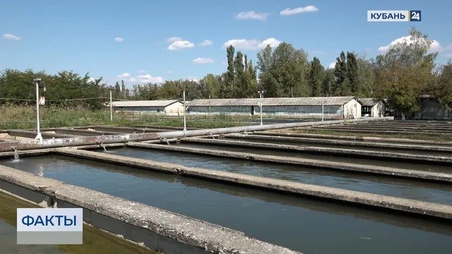 Прокуратура выявила нарушения на осетровом заводе на Кубани. «Факты»
