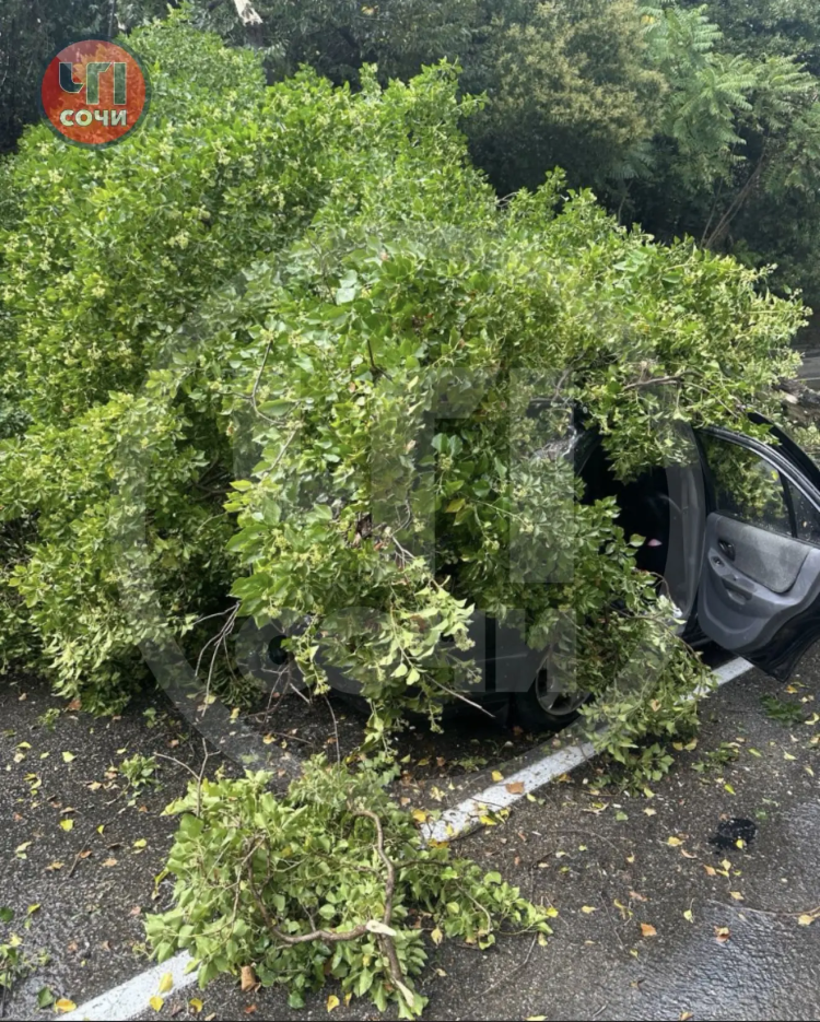 Страшно! В Сочи дерево рухнуло и раздавило машину во время движения