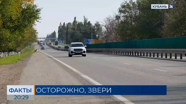 Случаи наезда на диких животных участились на дорогах Кубани. «Факты»