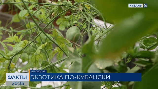 На два градуса выросла среднегодовая температура на Кубани. «Факты»