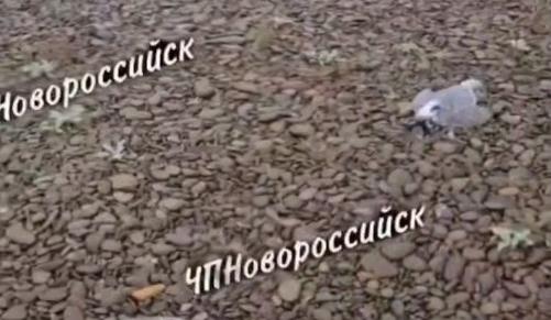 В Новороссийске неизвестный устроил стрельбу по чайкам на Суджукской косе