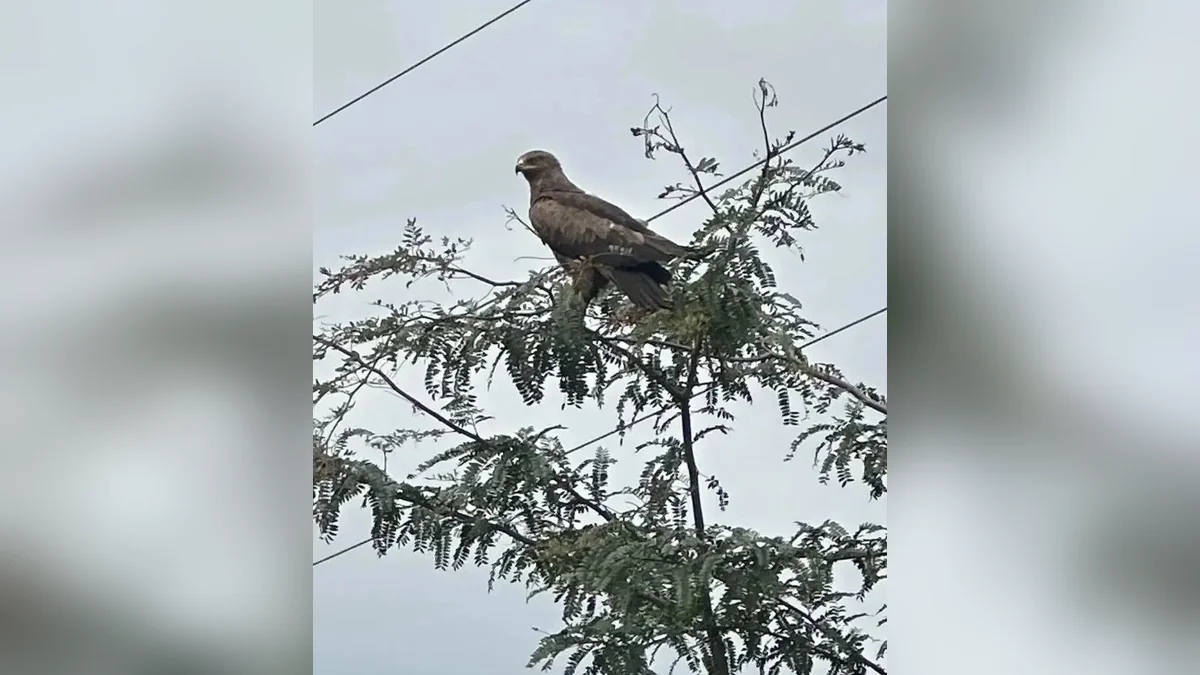 Краснокнижного подорлика малого заметили в Красноармейском районе