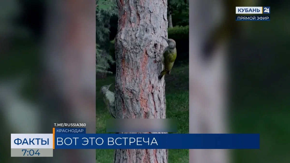 Редкого зеленого дятла заметили в Японском саду парка «Краснодар»